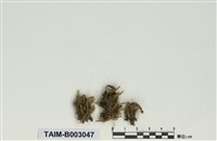 藏品(棉苔科)的圖片